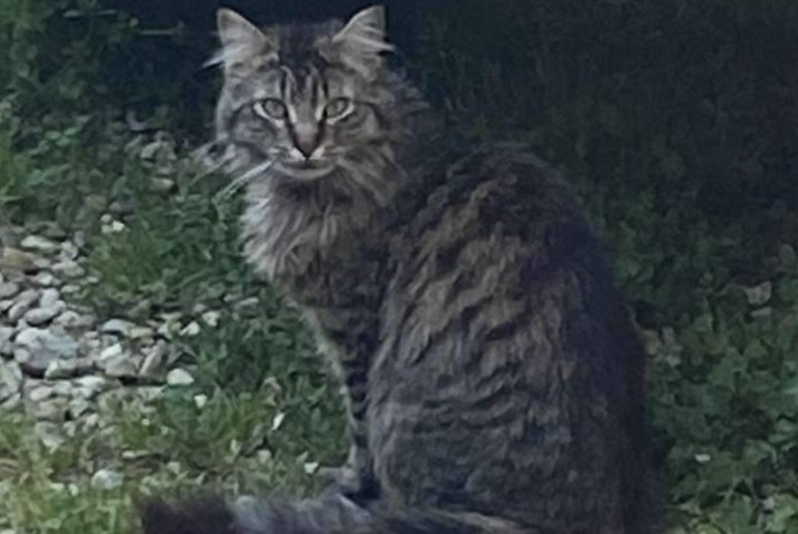 Discovery alert Cat Male Malandry France
