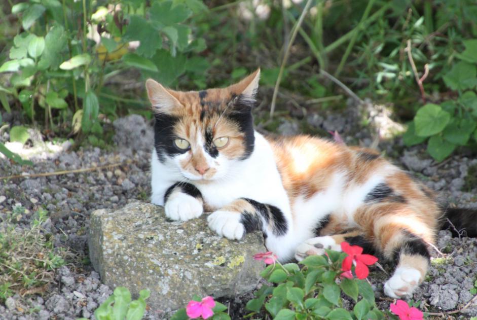 Disappearance alert Cat miscegenation Female , 11 years Sainte-Marie France