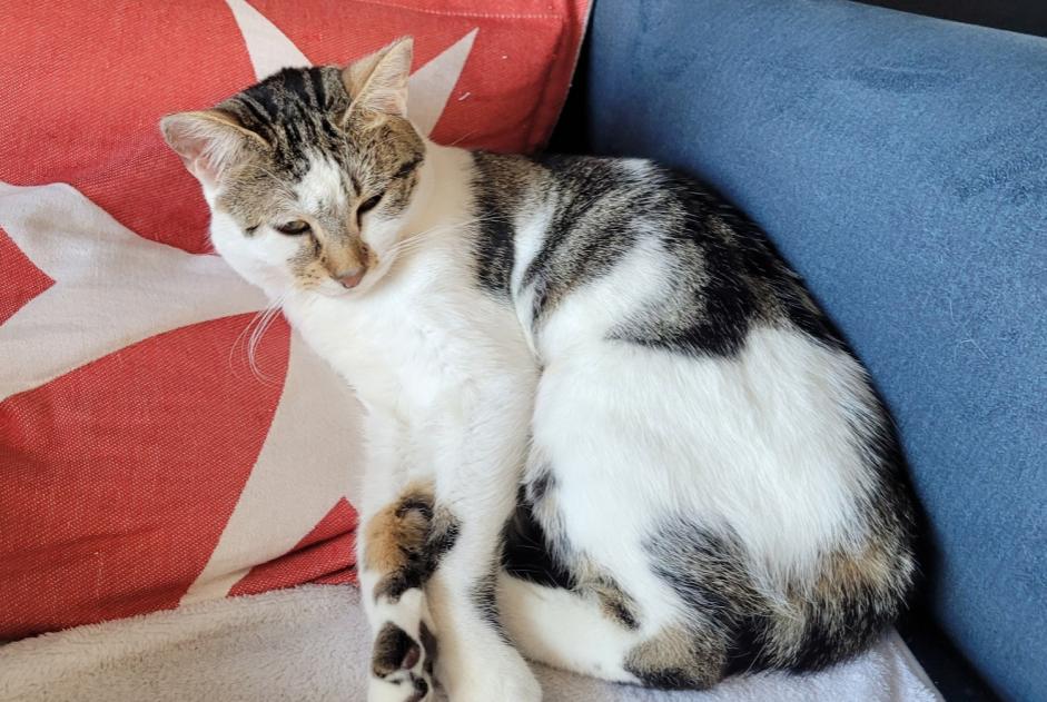 Disappearance alert Cat miscegenation Female , 1 years Saint-Maur-des-Fossés France