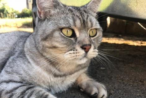 Alerta de Desaparición Gato Macho , 11 años Floing Francia Alerta de Desaparición Gato Macho , 11 años Floing Francia