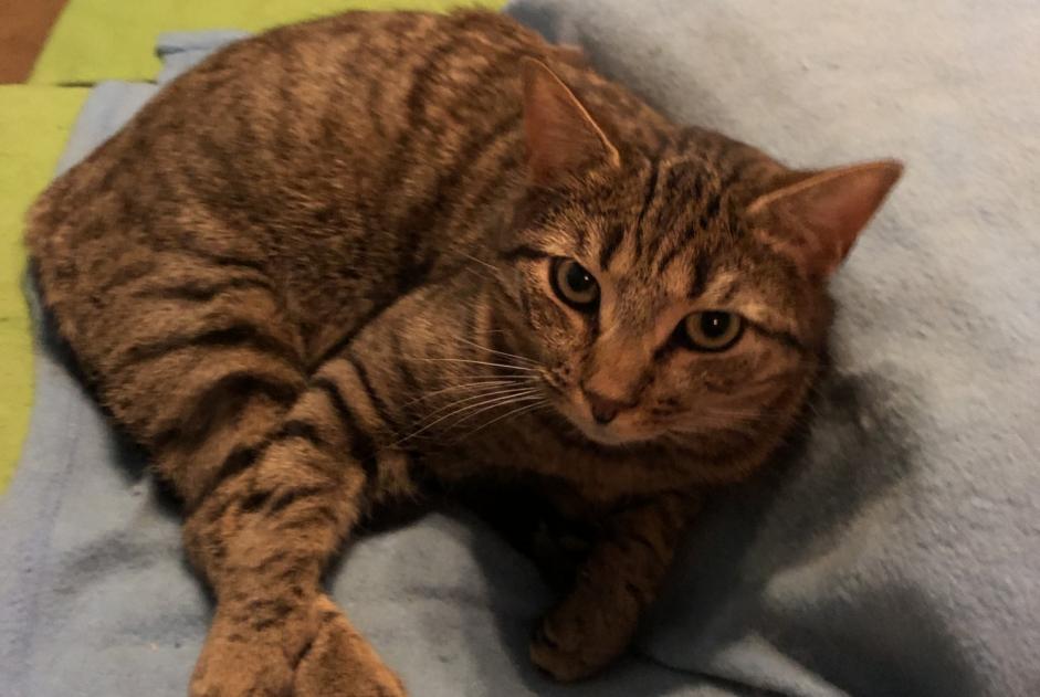Alerte Disparition Chat  Mâle , 2 ans Tournes France