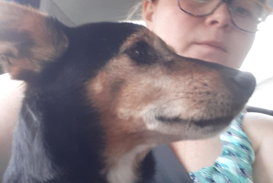 Alerte Découverte Chien Mâle Saint-Morel France