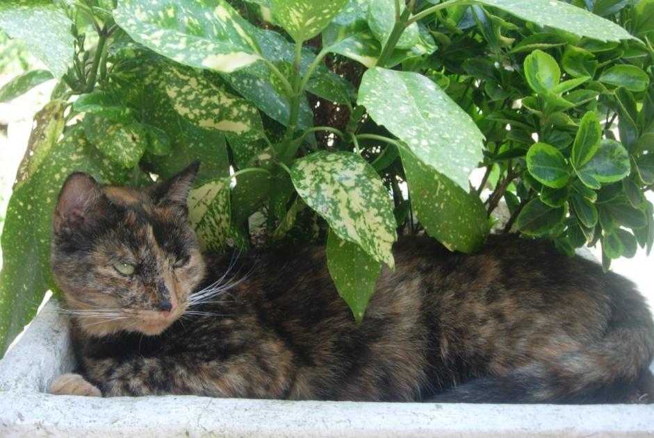 Avviso scomparsa Gatto Femmina , 11 anni Charleville-Mézières Francia Avviso scomparsa Gatto Femmina , 11 anni Charleville-Mézières Francia
